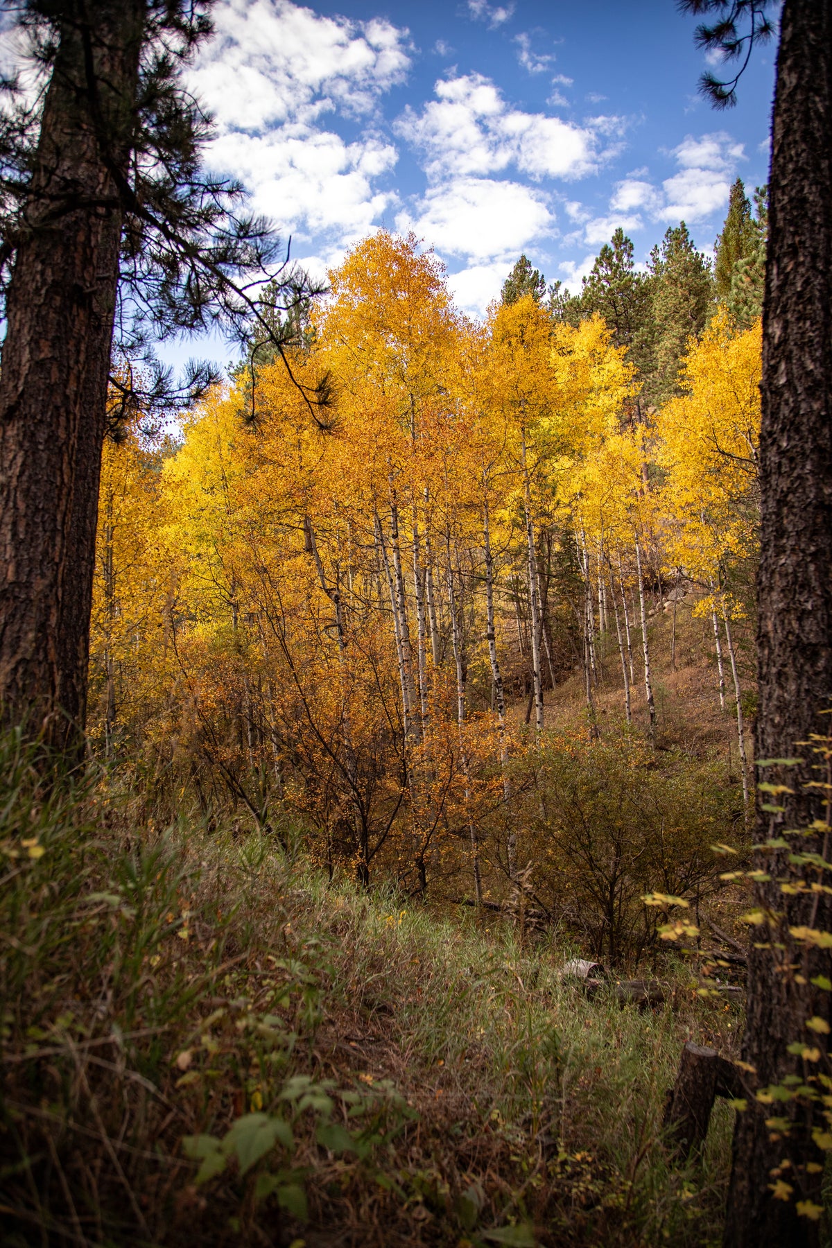 Bear Creek
