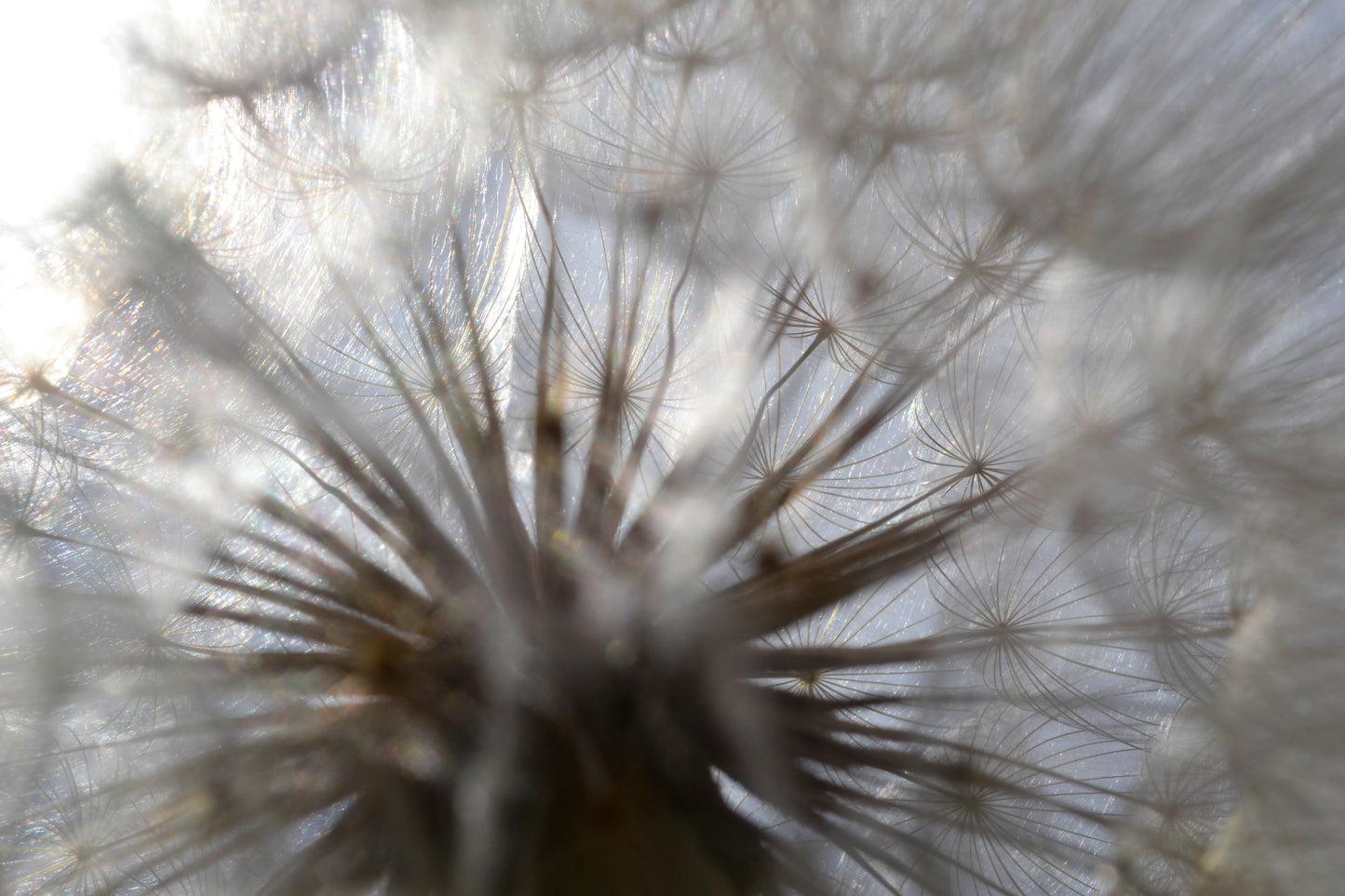 Dandelion Sky