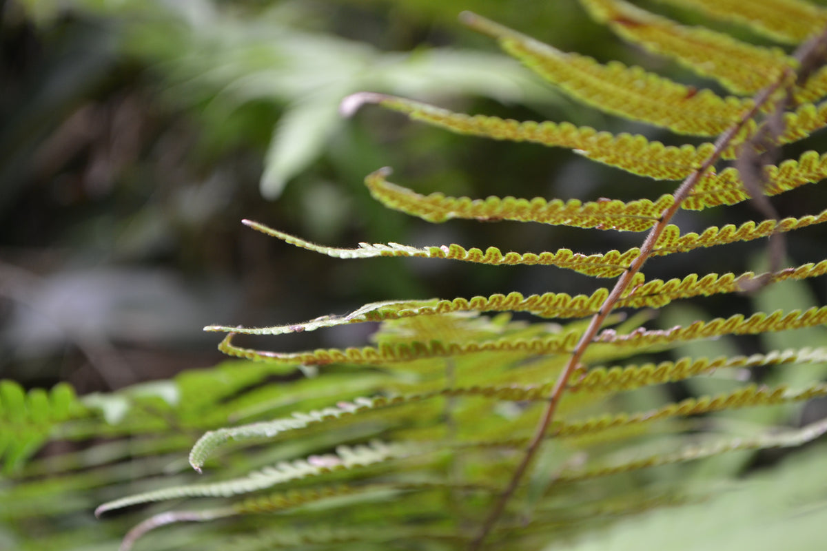 Fern