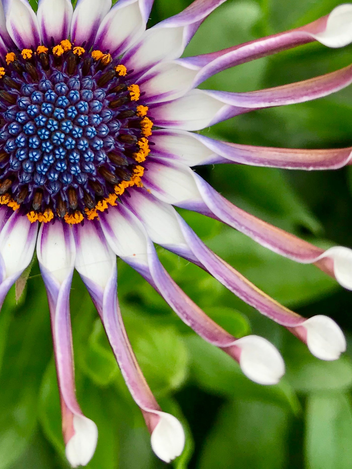 Daisy Daze