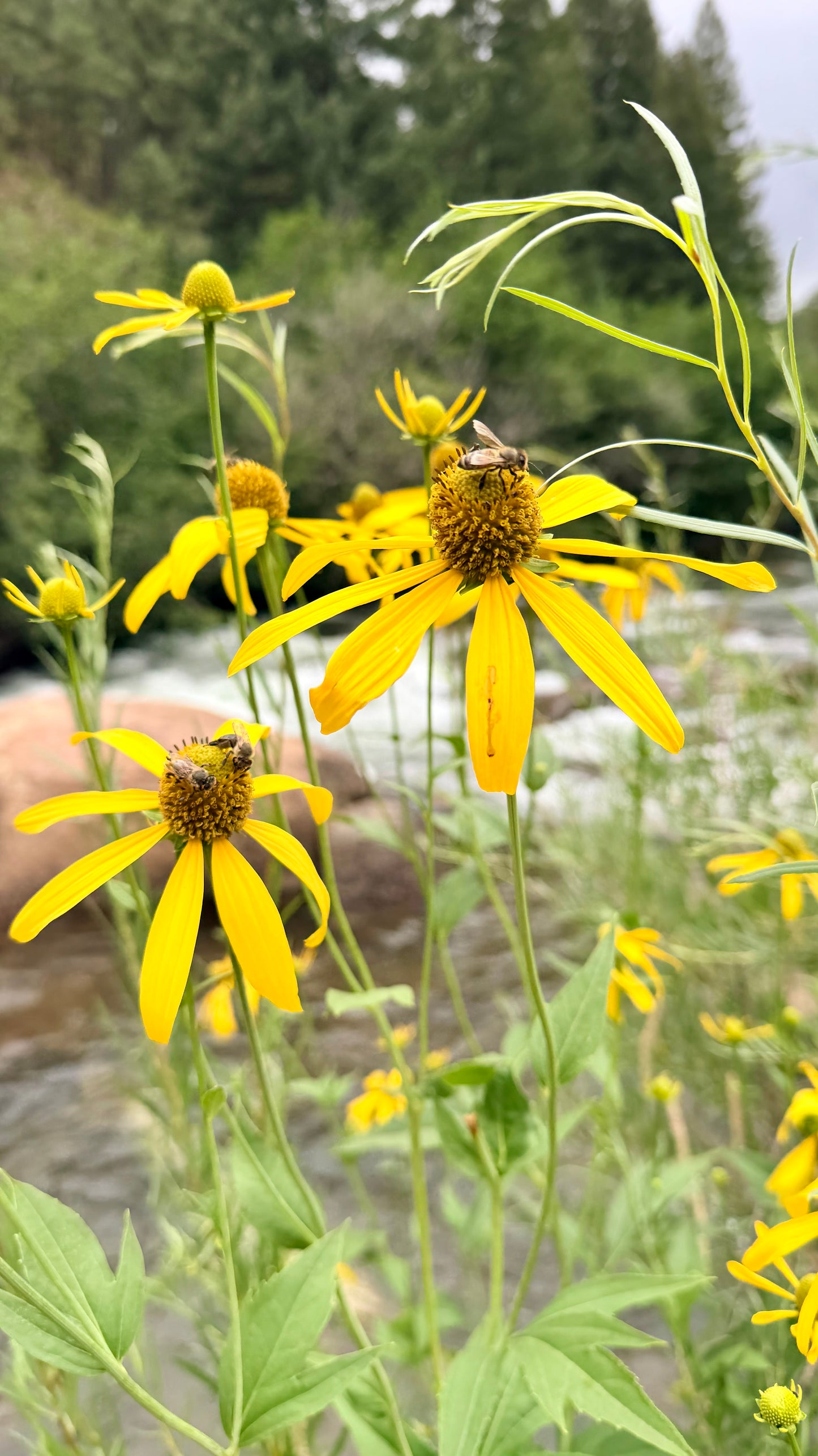 Selina McKee | Back Eyed Susan Bundle
