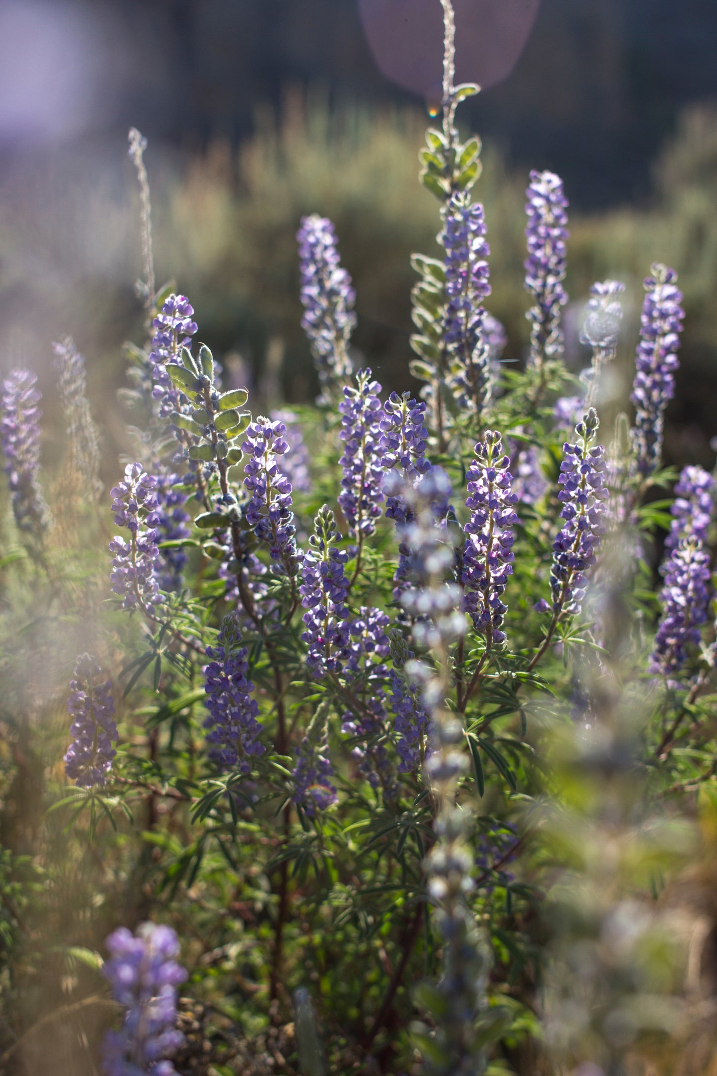 Lupines