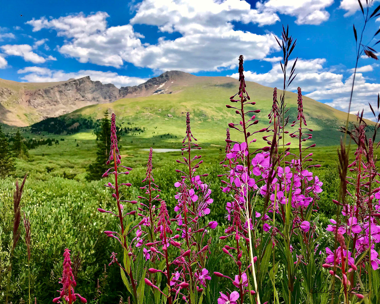 Mount Bierstadt and Fireweed