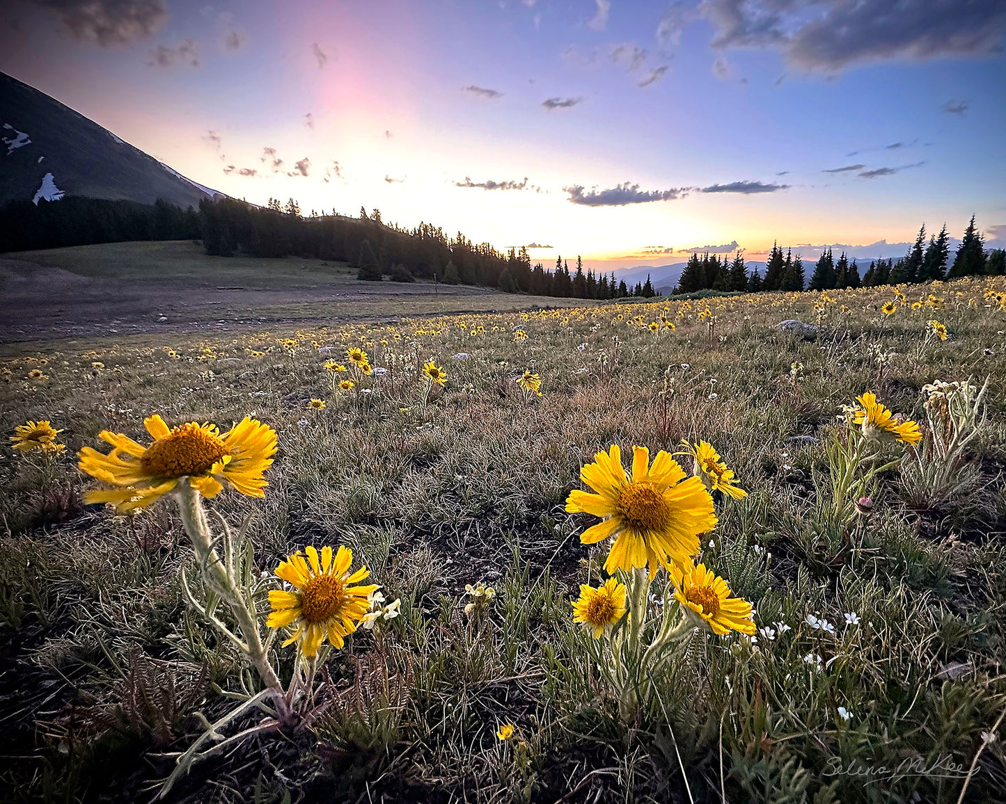 Old Man of the Mountain Field