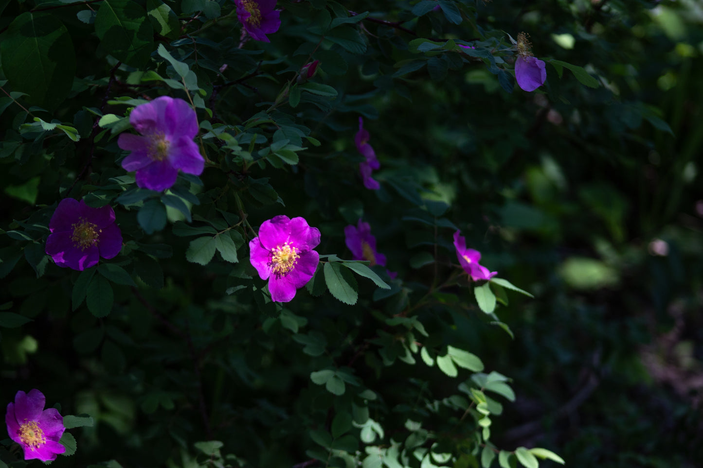 Prairie Rose