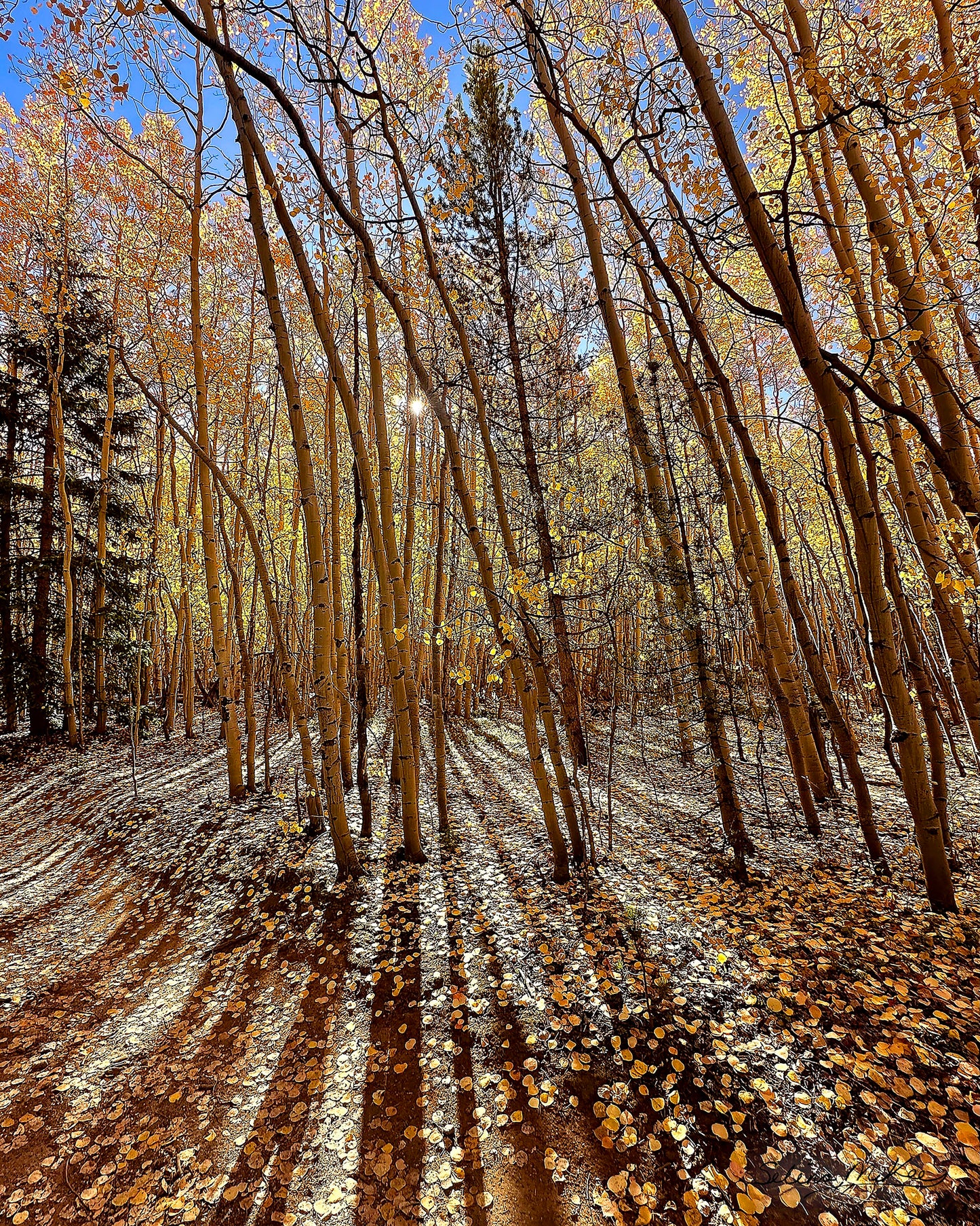 Shadows Among the Aspens