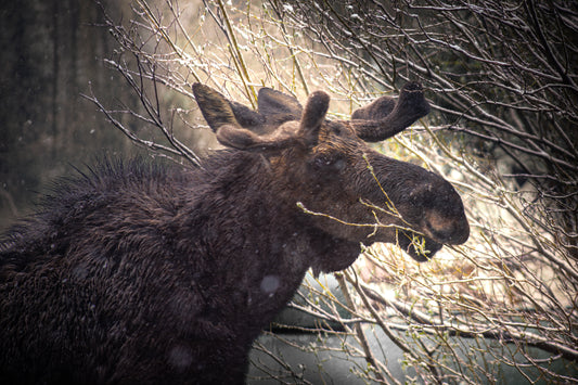 A Moose of Spring