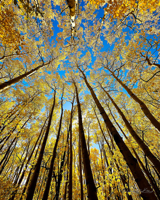 Aspens in the Sky