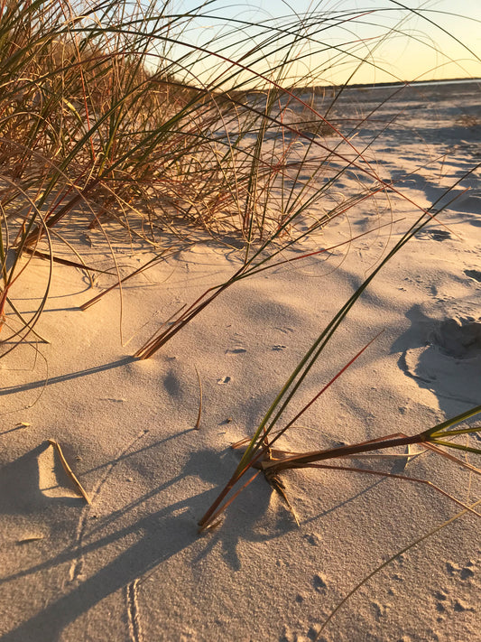 Beach Grass