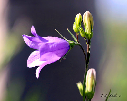 Bellflower