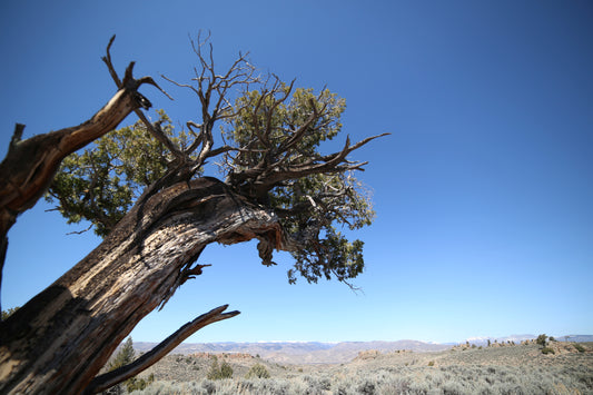 Bristlecone Pine