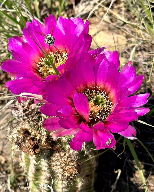 Cactus Pollinator