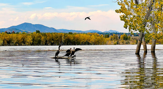 Cormorants at Chatfield State Park