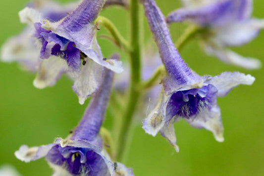 Selina McKee | Delphinium Bundle