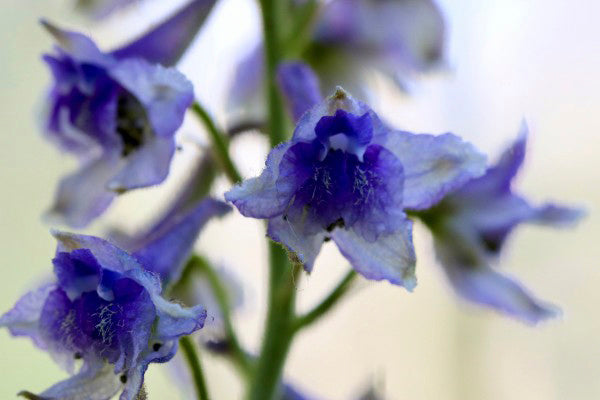 Selina McKee | Delphinium Bundle