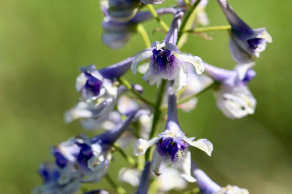 Selina McKee | Delphinium Bundle