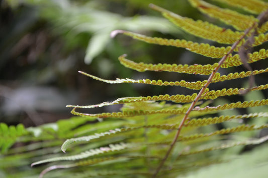 Fern