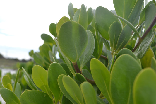 Kelley Allen | Plants Bundle