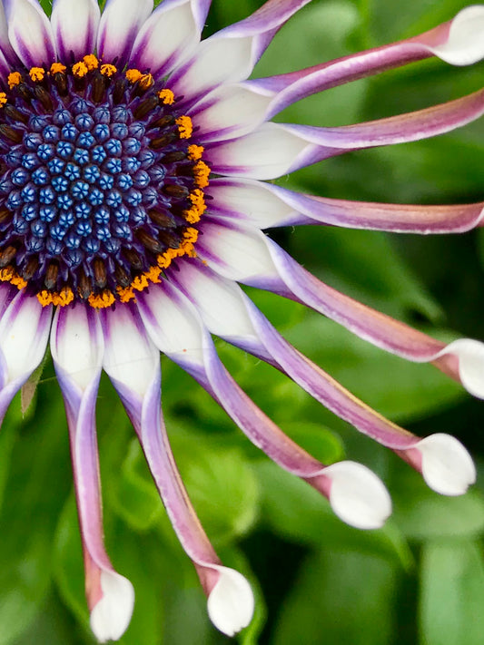Daisy Daze