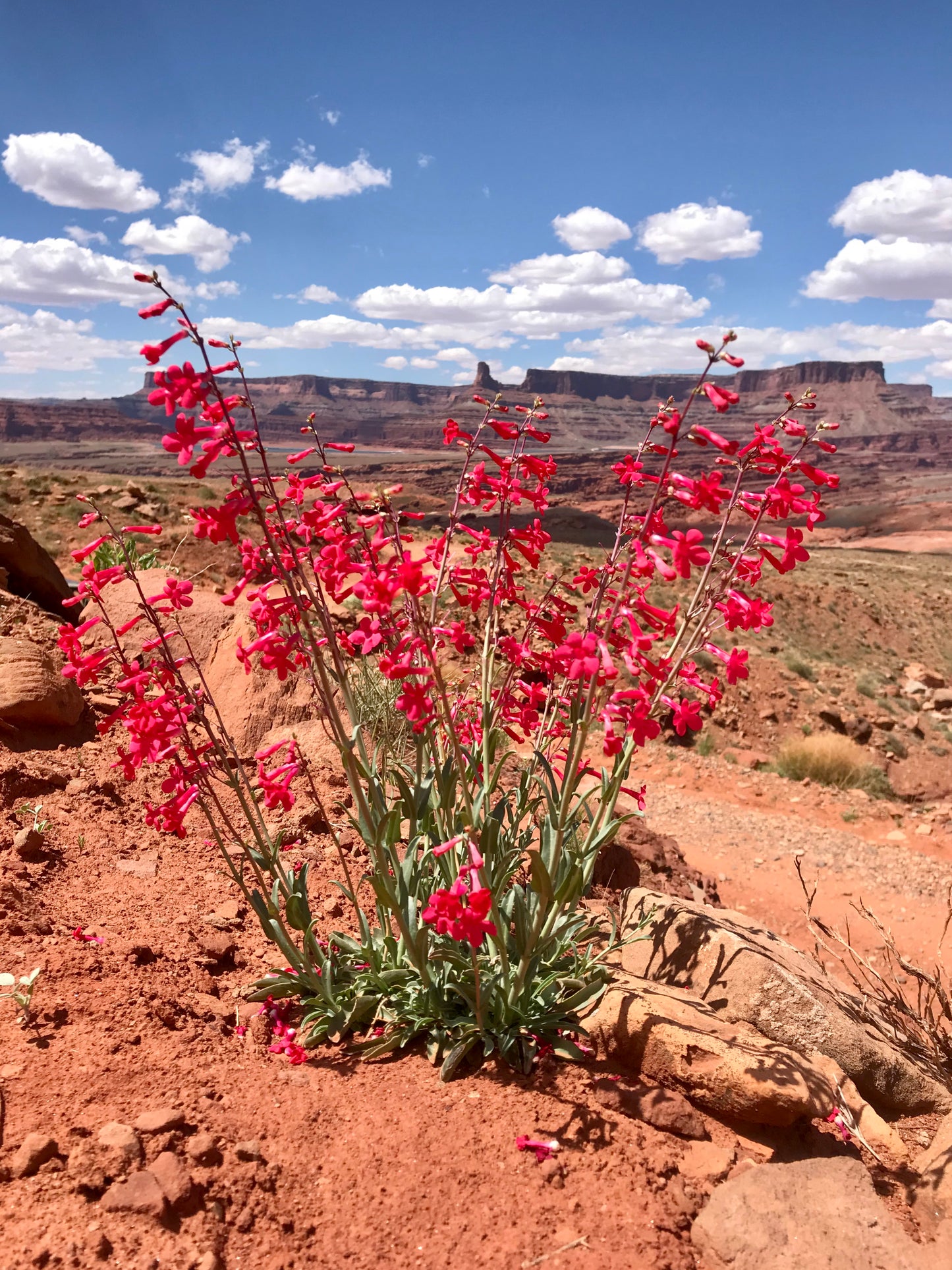 Penstemon Overlook