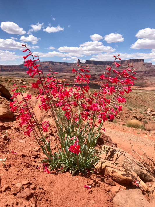 Penstemon Overlook