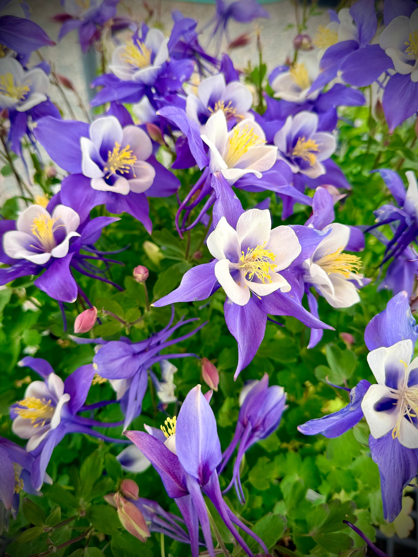 Colorful Columbine