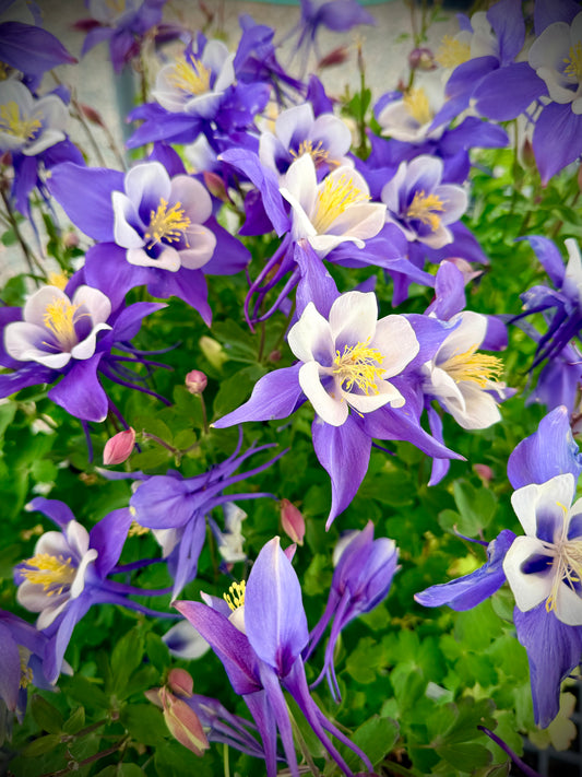 Colorful Columbine
