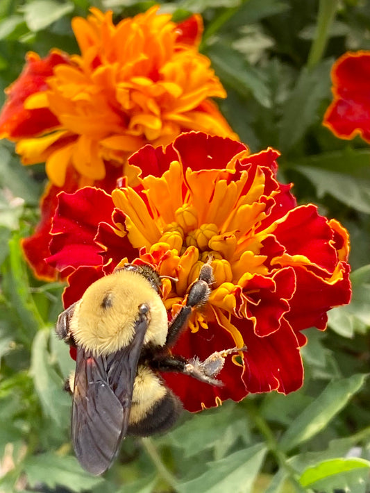 Marigold Bumble