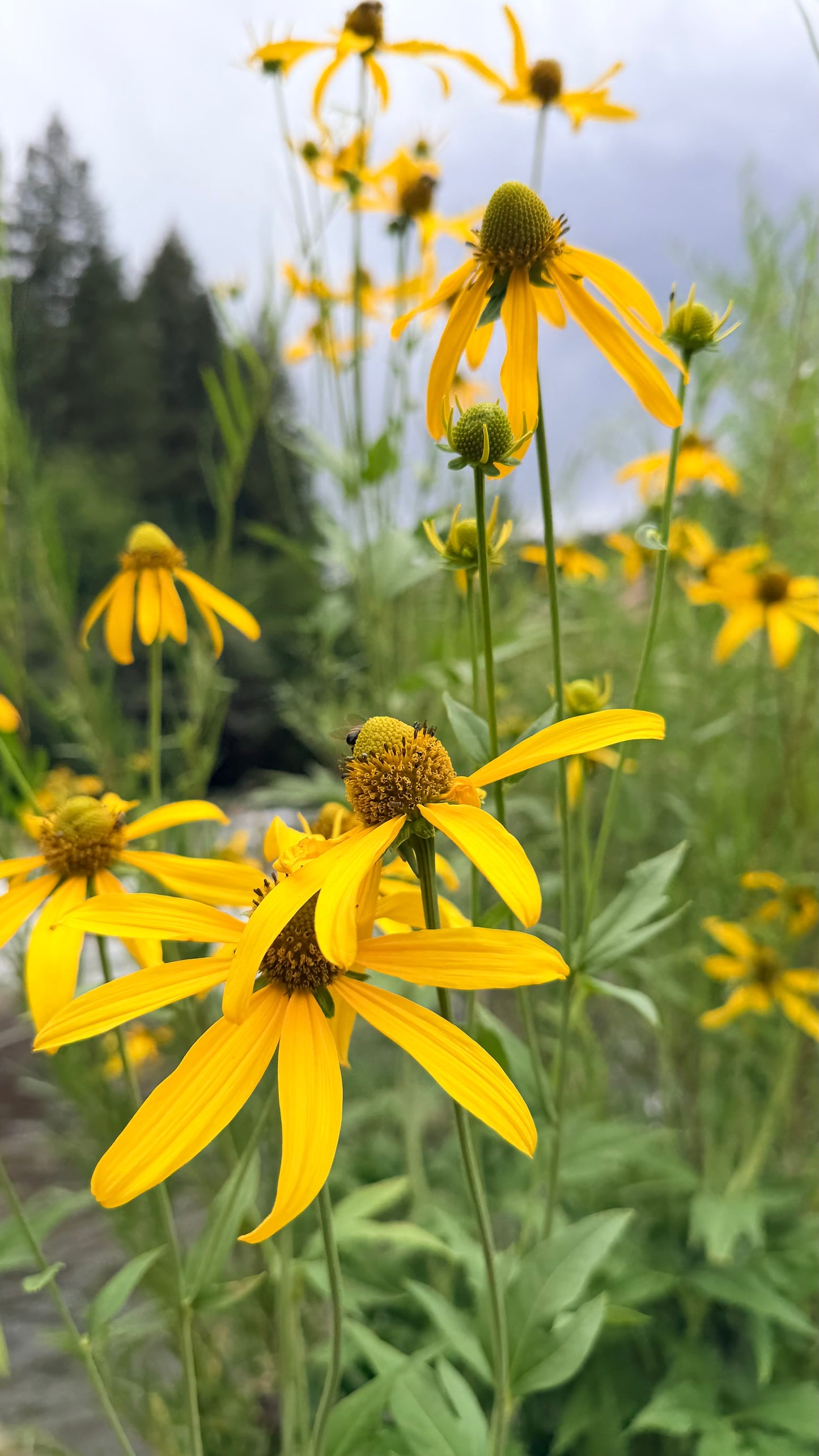 Selina McKee | Back Eyed Susan Bundle