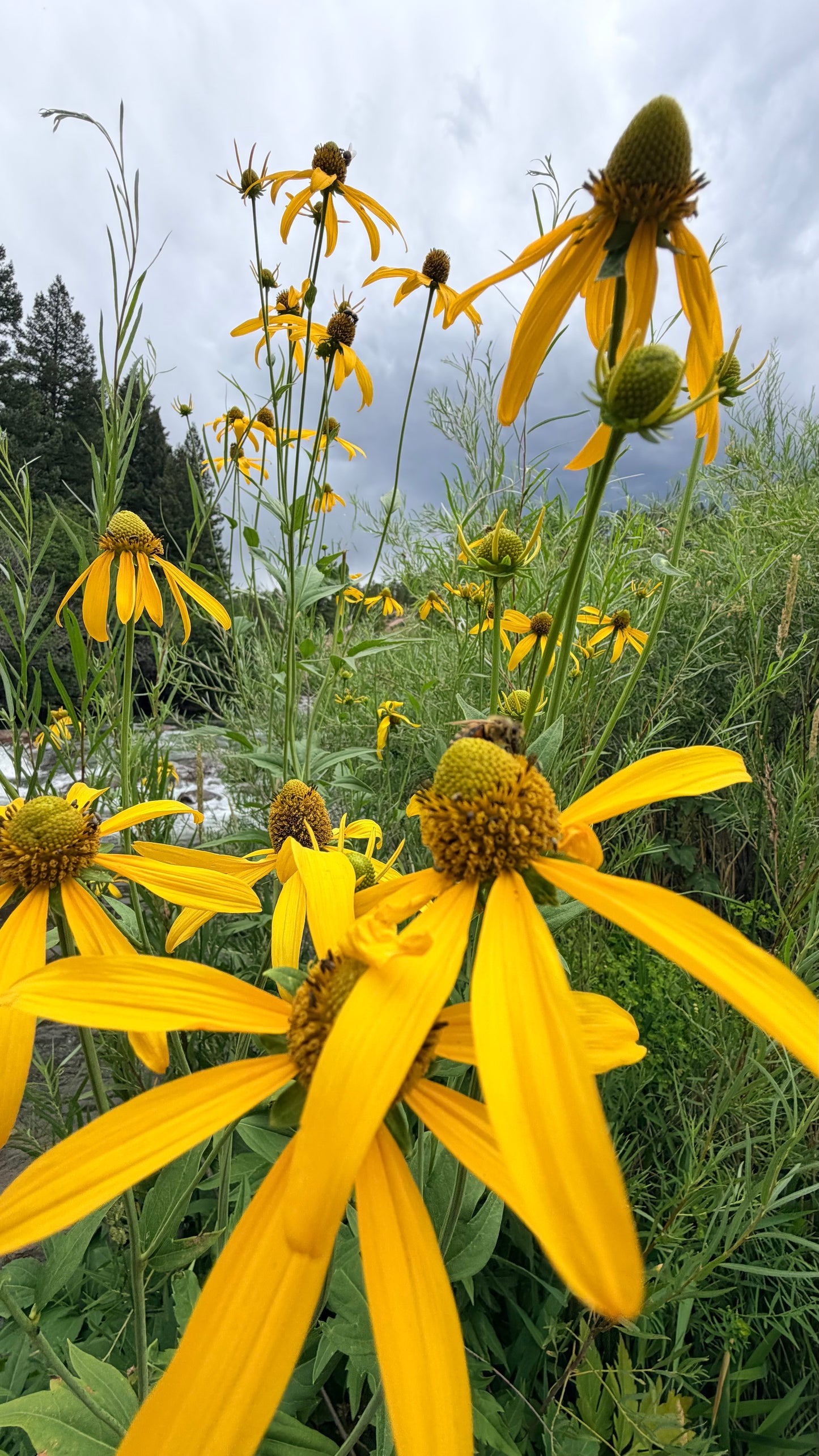 Selina McKee | Back Eyed Susan Bundle