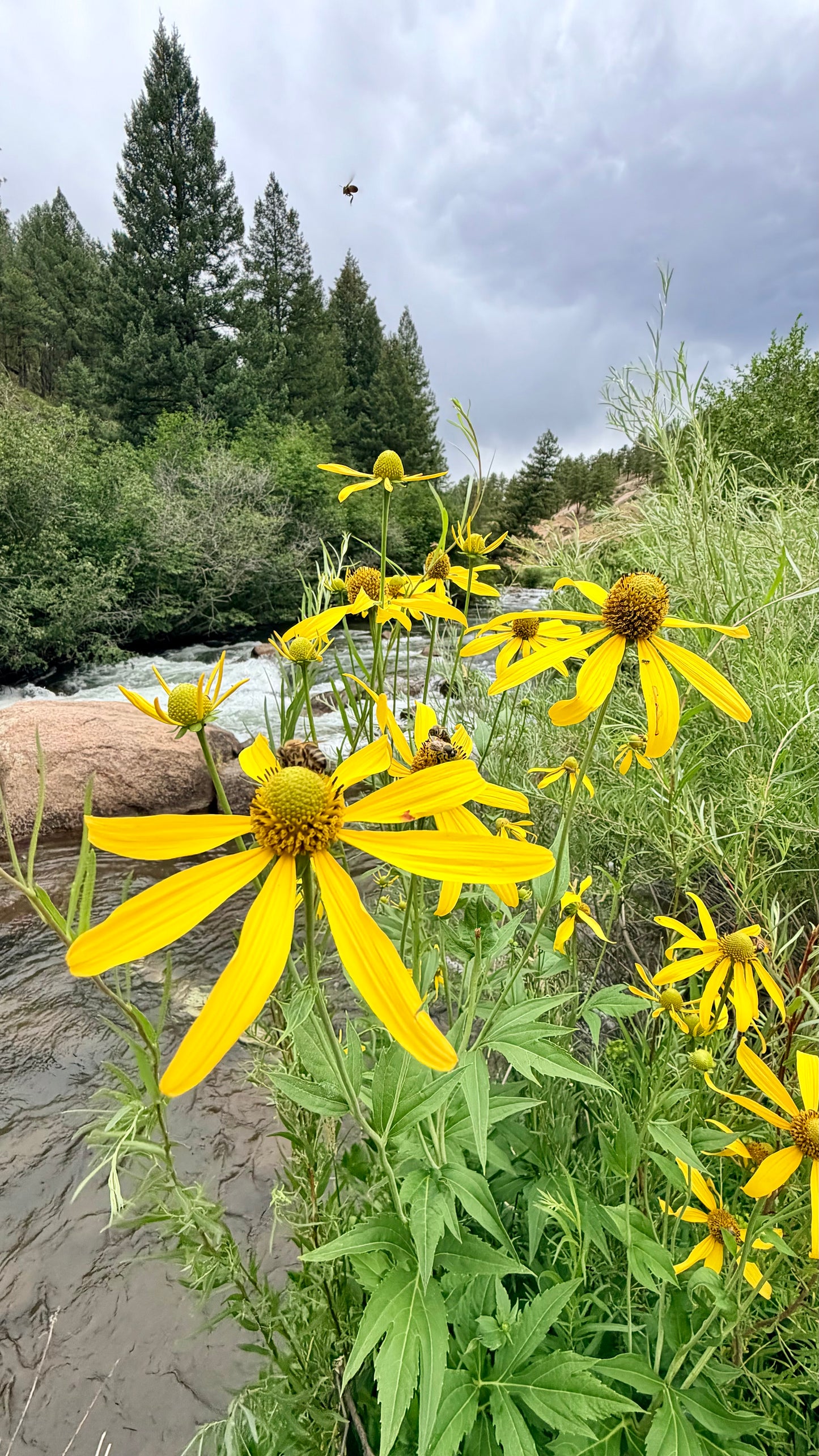 Selina McKee | Back Eyed Susan Bundle