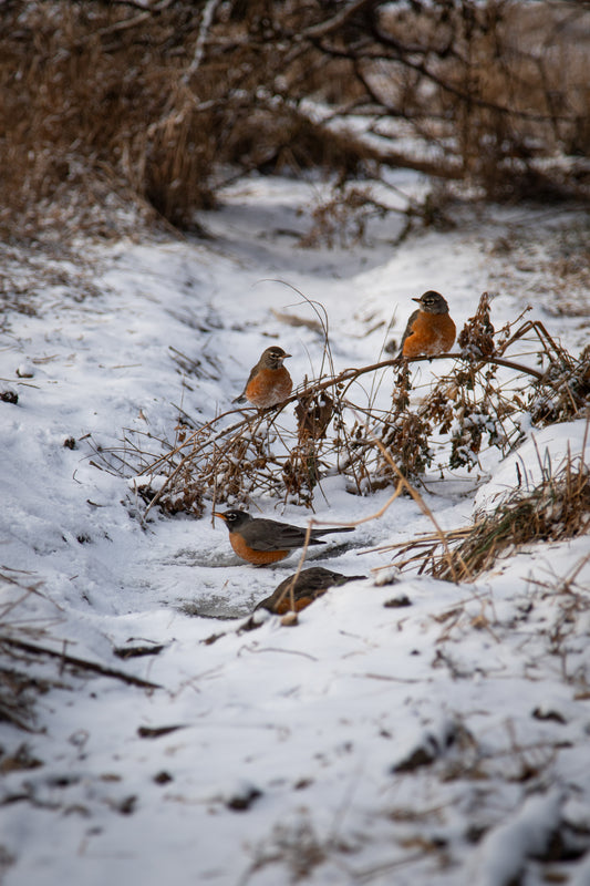 January Robins