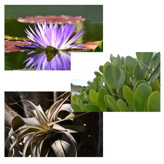 Kelley Allen | Plants Bundle