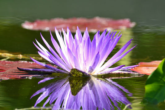 Reflection