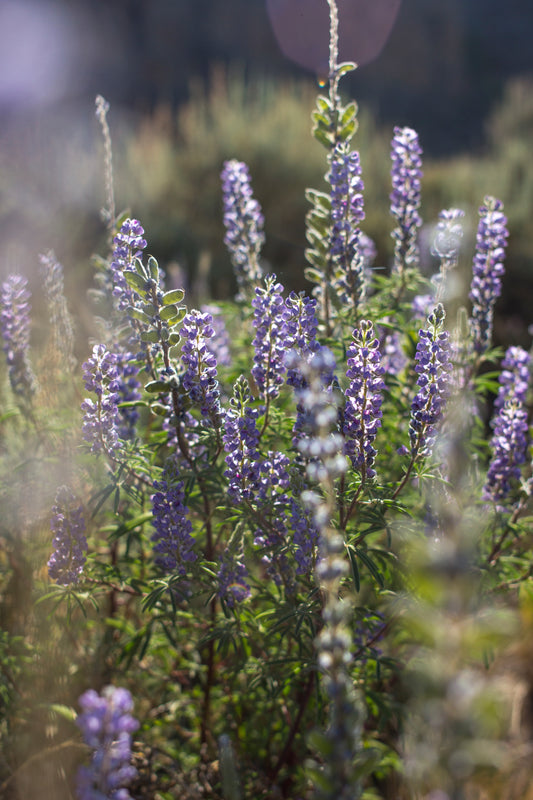 Lupines