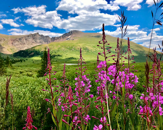 Mount Bierstadt and Fireweed