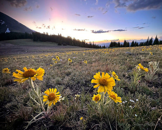 Old Man of the Mountain Field