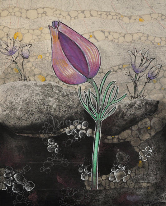Pasque Flower