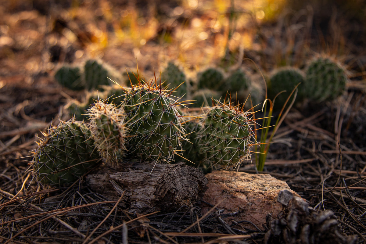Plains Prickly Pear