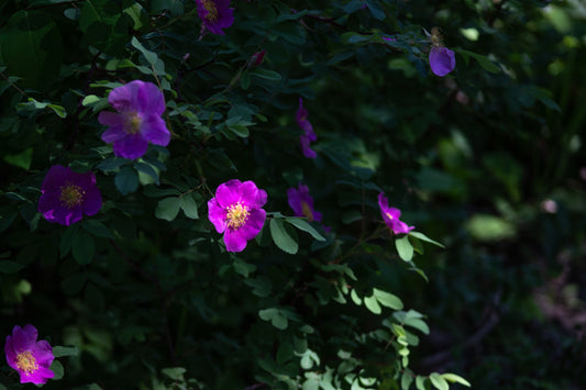 Prairie Rose