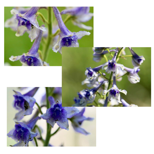 Selina McKee | Delphinium Bundle