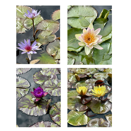 Selina McKee | Lily Bundle