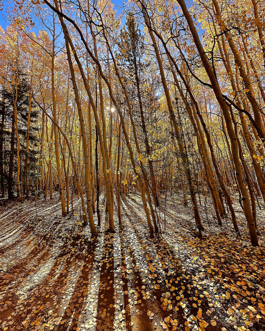 Shadows Among the Aspens