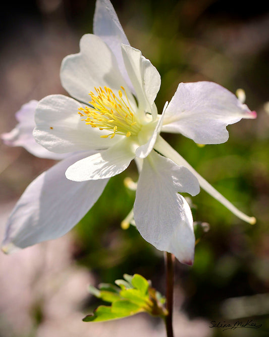 White Columbine