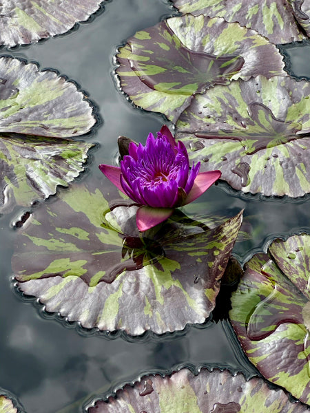 Selina McKee | Lily Bundle